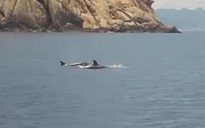 Đàn cá heo ‘tung tăng’ trên biển Nha Trang báo hiệu điều gì?