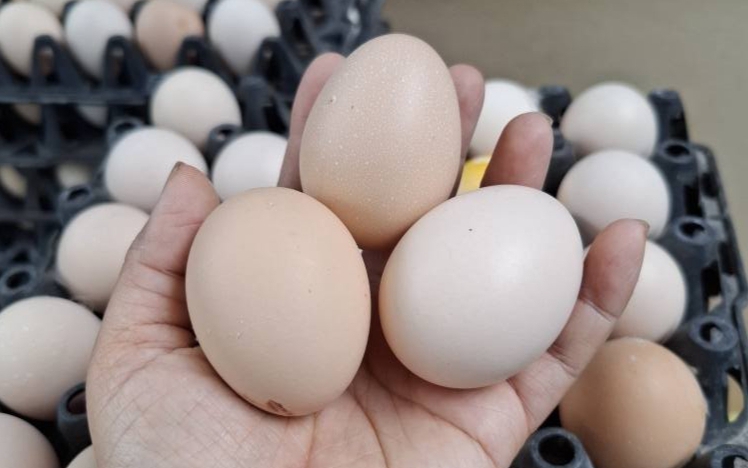 Vì sao không thể làm giả được trứng gà?