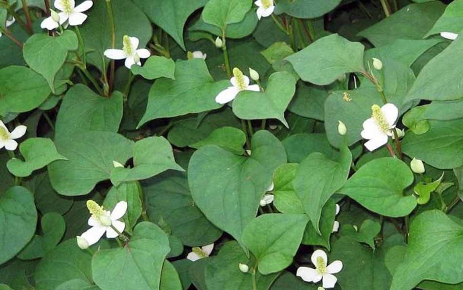 5 thảo dược phổ biến giúp thanh nhiệt, giảm mụn nhọt