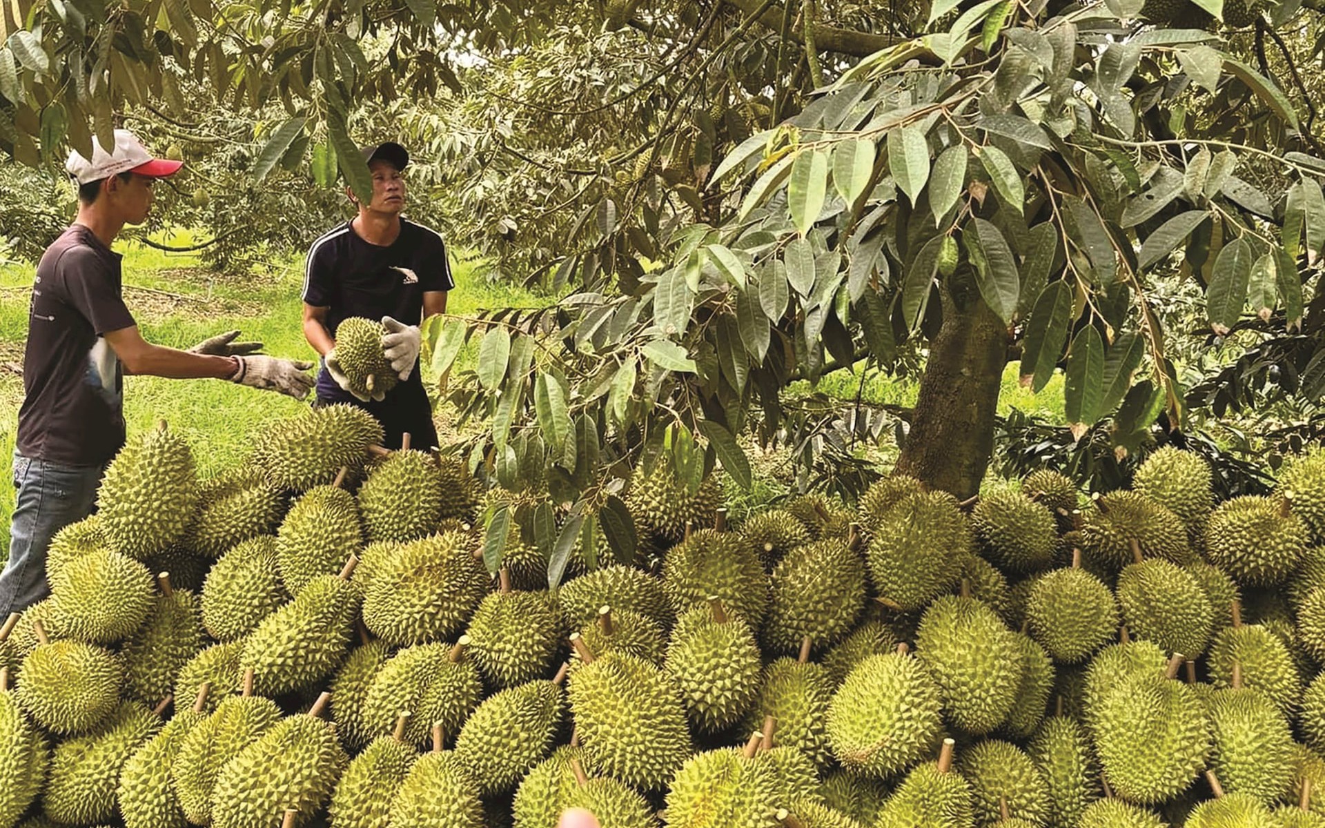 Hiểu thế nào về tồn dư chất vàng O và Cadimi trong sầu riêng?