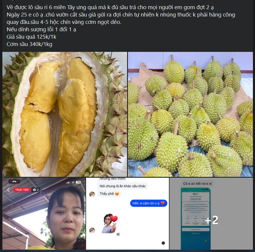 Loạn giá sầu riêng, nơi bán vài chục nghìn nơi hàng trăm nghìn đồng/kg- Ảnh 6. Loạn giá sầu riêng, nơi bán vài chục nghìn nơi hàng trăm nghìn đồng/kg- Ảnh 6.