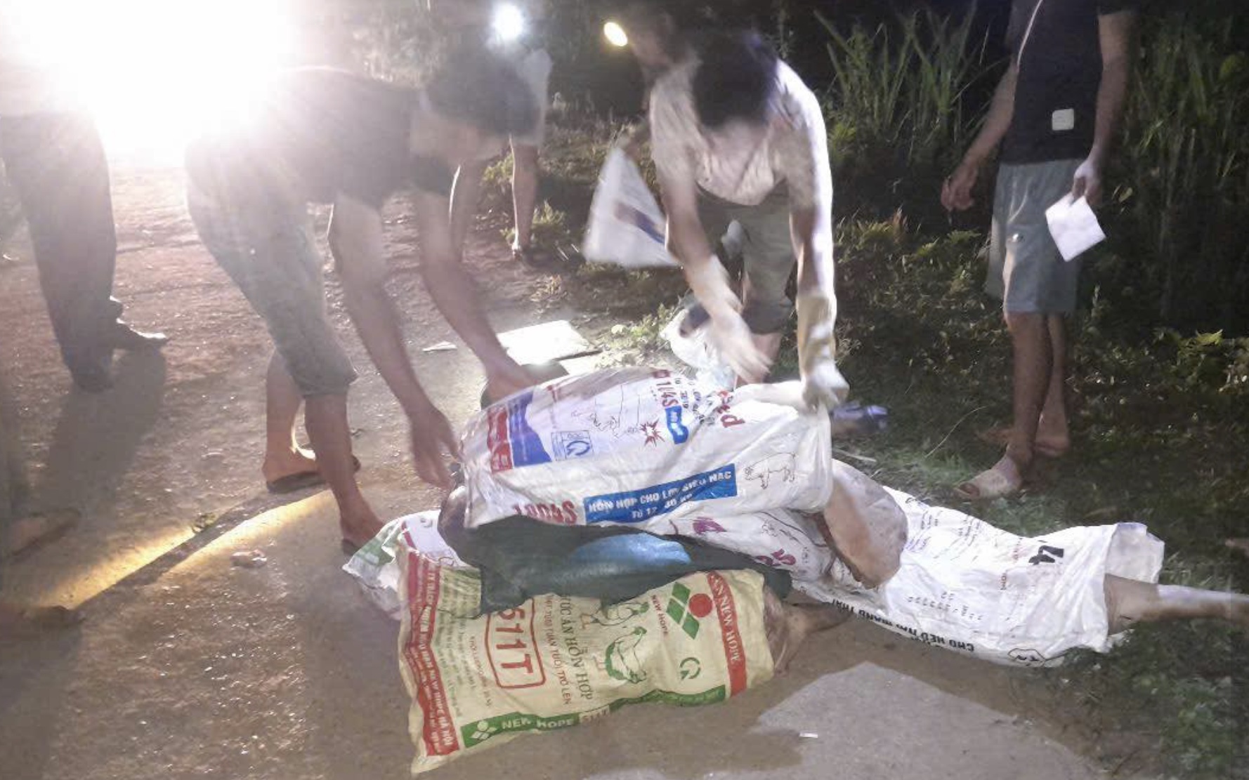 Gần 2 tạ thịt lợn chết bị đổ trộm xuống bến đò trong đêm