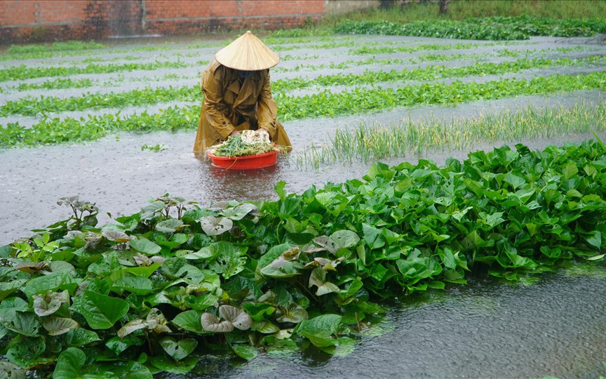 Mưa lũ gây thiệt hại cho các tỉnh miền Bắc