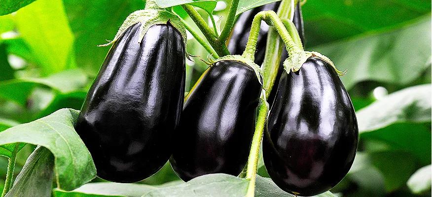 Cà tím chữa bệnh gì?- Ảnh 1. Lợi ích sức khỏe của cà tím