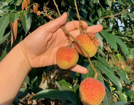 Dân trồng vải háo hức vì vải sớm đầu mùa giá cao vẫn 'cháy hàng'- Ảnh 3.
