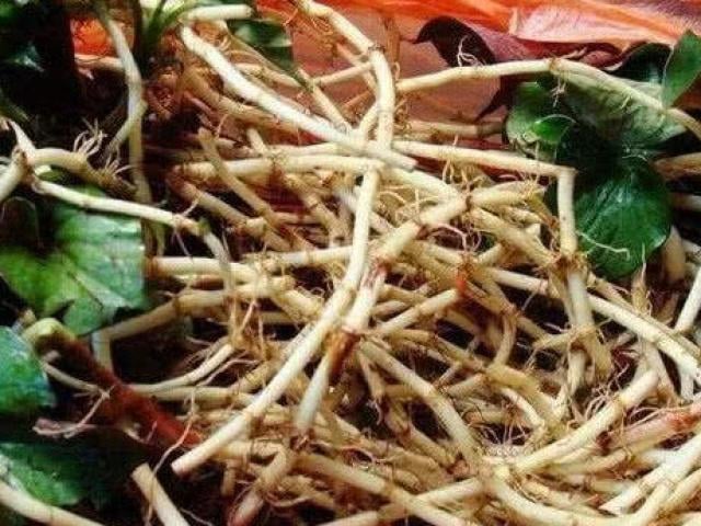 Rễ cây diếp cá thường bỏ đi nhưng ai ngờ lại có nhiều công dụng quý- Ảnh 1. 156268646243981-thumbnail