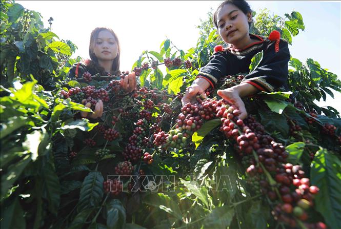 Lời giải cho bài toán 'được mùa mất giá' của nông sản Việt- Ảnh 2. Lời giải cho bài toán 'được mùa mất giá' của nông sản Việt- Ảnh 2.