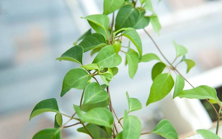 Vì sao tiểu buốt, tiểu rắt thường xuất hiện vào mùa nóng?- Ảnh 3.