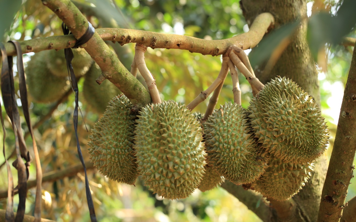 9 bài thuốc chữa bệnh từ sầu riêng