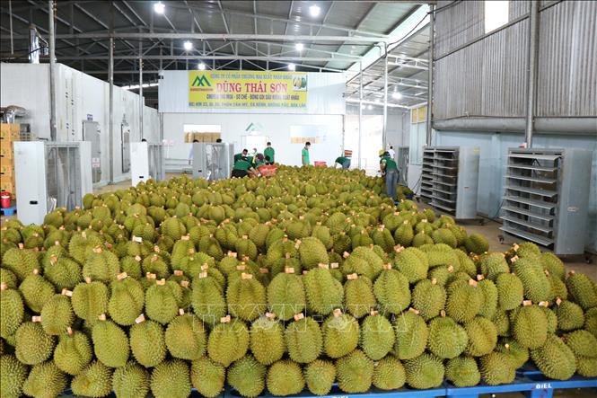 Lời giải cho bài toán 'được mùa mất giá' của nông sản Việt- Ảnh 1. Lời giải cho bài toán 'được mùa mất giá' của nông sản Việt- Ảnh 1.