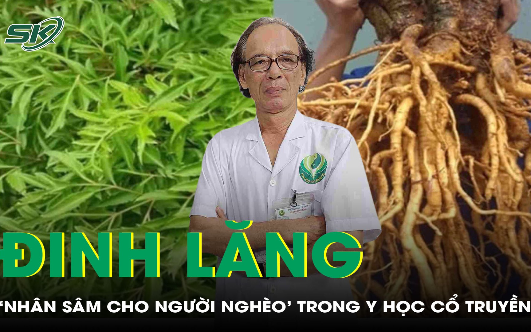 Cây đinh lăng: &quot;Nhân sâm cho người nghèo&quot; trong y học cổ truyền 