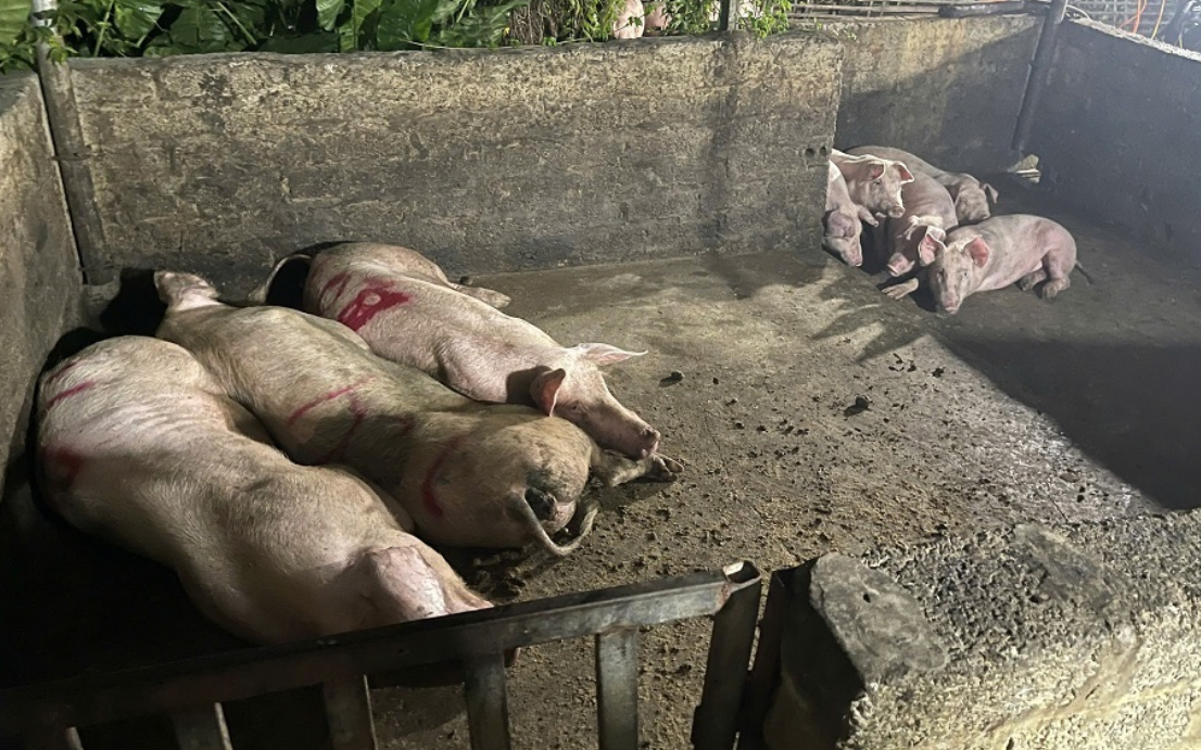 Giết mổ lợn bệnh, gần 3 tấn thịt nhiễm dịch tả châu Phi bị tiêu huỷ ở Hà Nam
