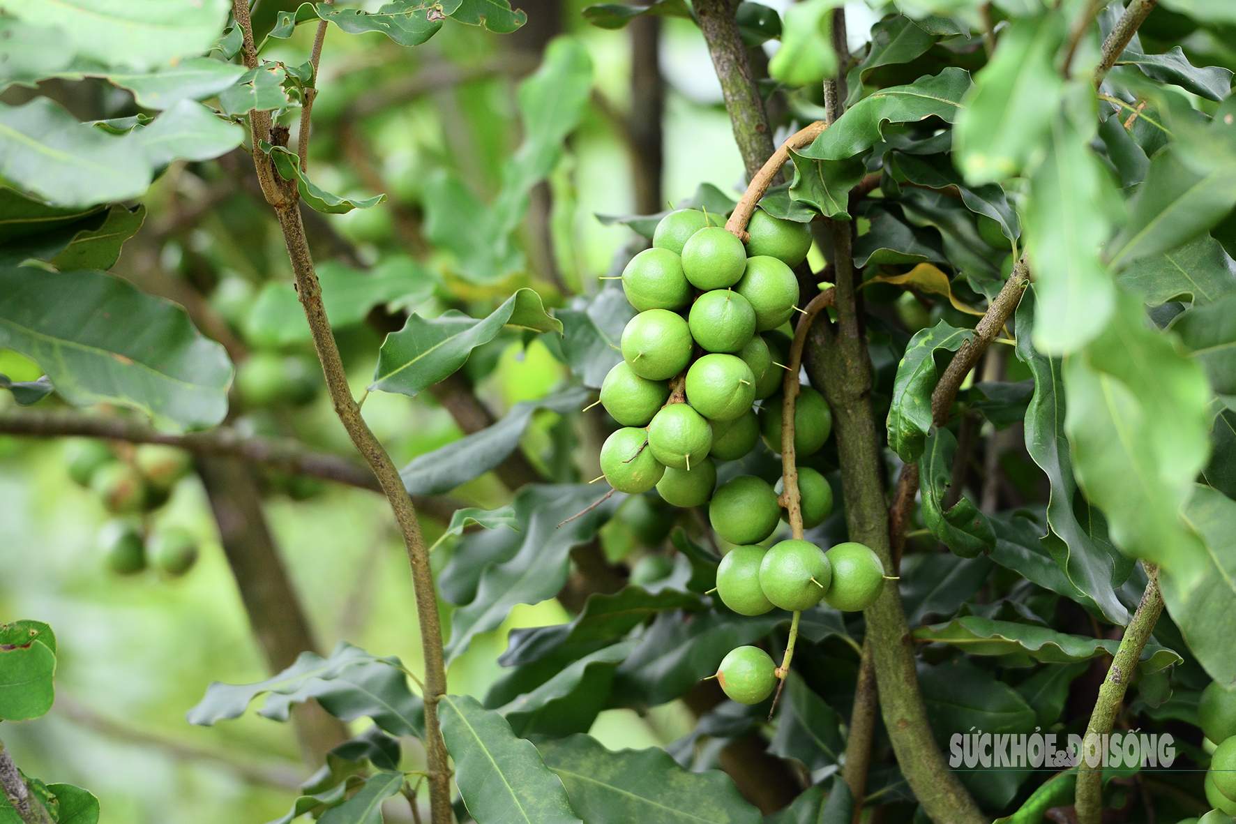 Lạc bước ở ‘ốc đảo’ mắc ca - Ảnh 5.