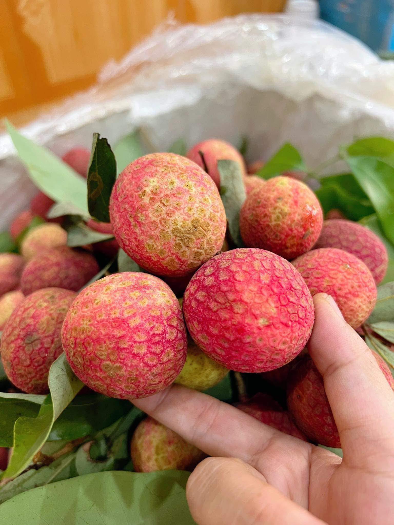 Vải u trứng trắng Hải Dương giá tiền trăm gây ‘sốt’ thị trường trái cây Việt- Ảnh 11. Vải u trứng trắng Hải Dương giá tiền trăm gây ‘sốt’ thị trường trái cây Việt- Ảnh 11.