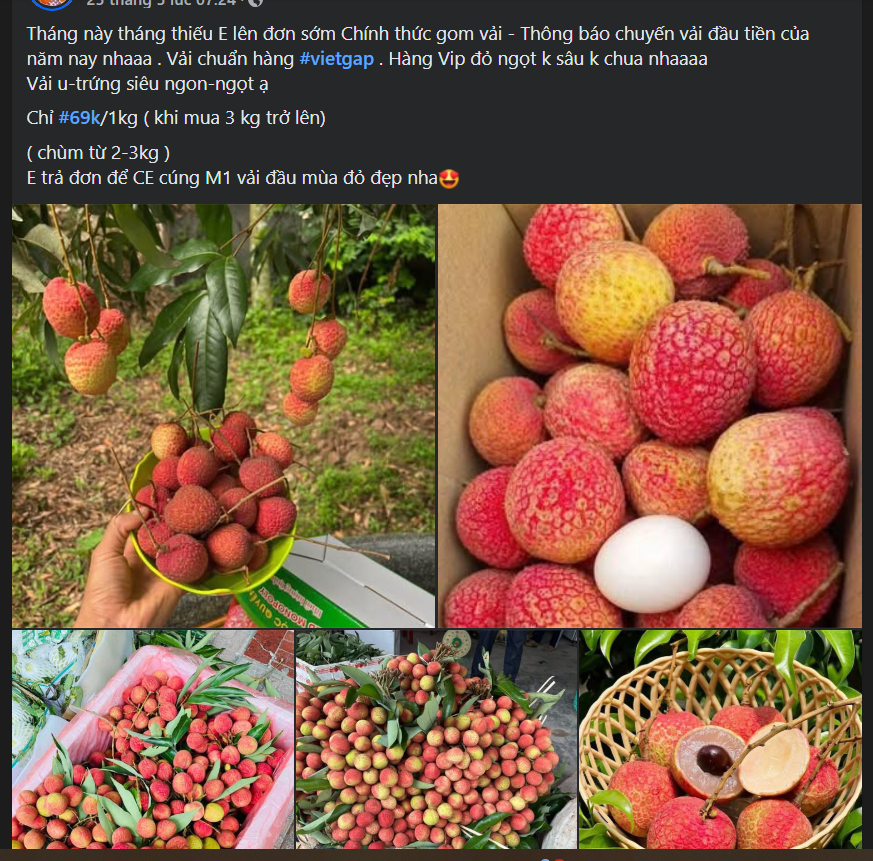 Vải u trứng trắng Hải Dương giá tiền trăm gây ‘sốt’ thị trường trái cây Việt- Ảnh 6. Vải u trứng trắng Hải Dương giá tiền trăm gây ‘sốt’ thị trường trái cây Việt- Ảnh 6.