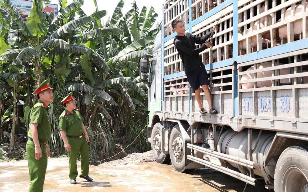 Kinh hãi xe tải chở đầy lợn nhiễm dịch tả châu Phi đi tiêu thụ