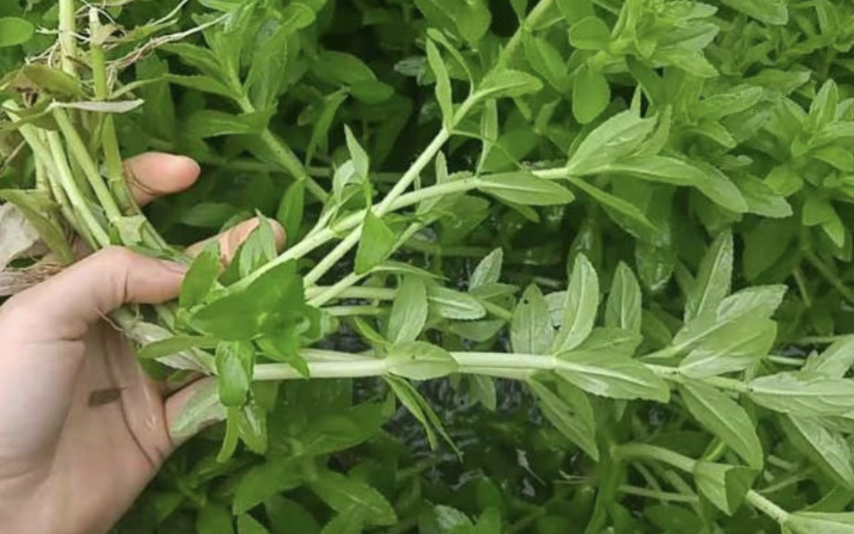 Có ít rau ngổ còn bổ hơn thuốc
