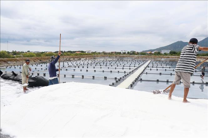 Giá muối không đủ bù chi phí khiến diêm dân 'lao đao'- Ảnh 1. Giá muối không đủ bù chi phí khiến diêm dân 'lao đao'- Ảnh 1.