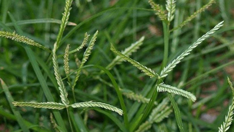 5 bài thuốc chữa bệnh quý từ loài cỏ dại ven đường- Ảnh 1. co-man-trau-cong-dung-cach-dung-luu-y-khi-su-dung-1