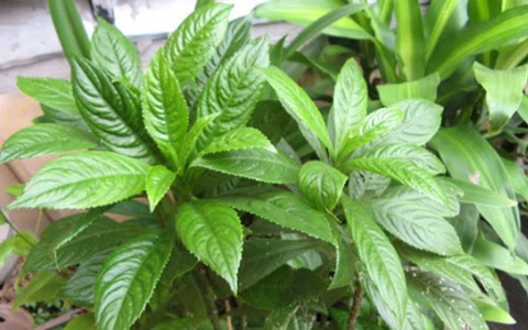 8 bài thuốc chữa bệnh từ lá xương sông