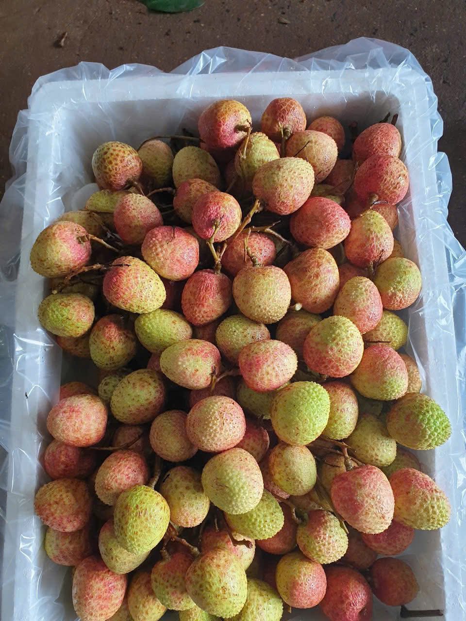 Vải u hồng đầu mùa giá đắt hơn sầu riêng, tiểu thương nhập hàng không đủ để bán- Ảnh 7. Vải u hồng đầu mùa giá đắt hơn sầu riêng, tiểu thương nhập hàng không đủ để bán- Ảnh 7.