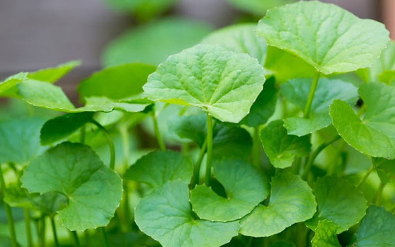 Thuốc nam chữa cảm nắng trong mùa hè