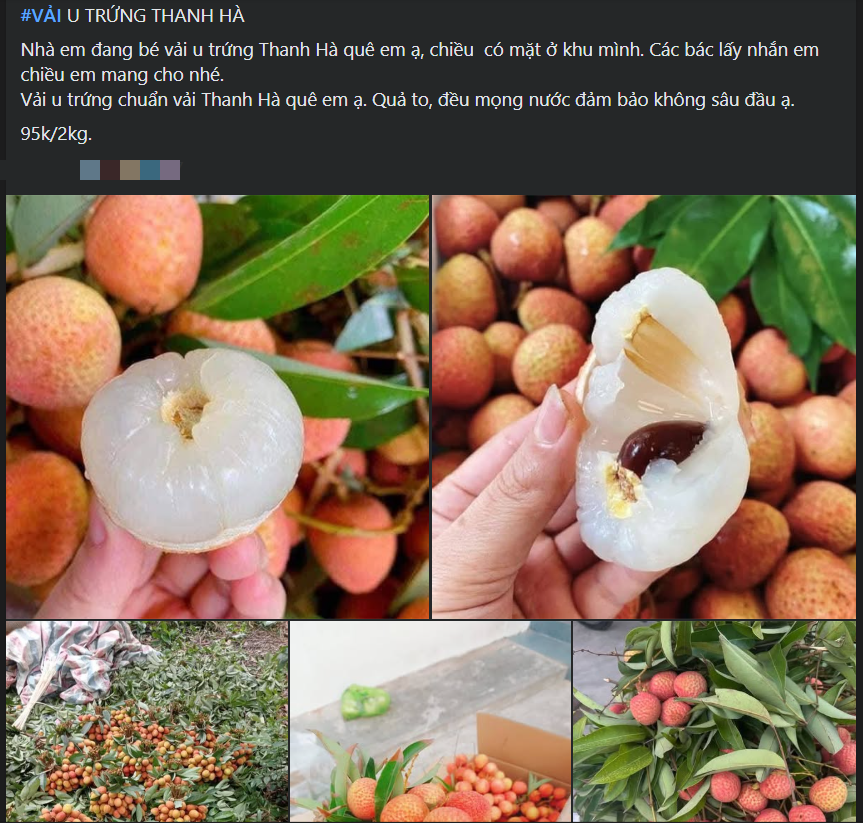 Tiểu thương lý giải nguyên nhân vải u trứng trắng Hải Dương thành mặt hàng ‘hot’ tại thị trường trái cây Việt- Ảnh 4. Tiểu thương lý giải nguyên nhân vải u trứng trắng Hải Dương thành mặt hàng ‘hot’ tại thị trường trái cây Việt- Ảnh 4.