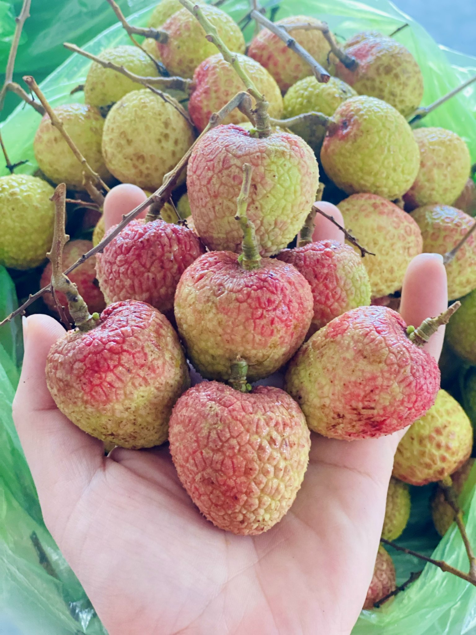 Tiểu thương lý giải nguyên nhân vải u trứng trắng Hải Dương thành mặt hàng ‘hot’ tại thị trường trái cây Việt- Ảnh 10. Tiểu thương lý giải nguyên nhân vải u trứng trắng Hải Dương thành mặt hàng ‘hot’ tại thị trường trái cây Việt- Ảnh 10.