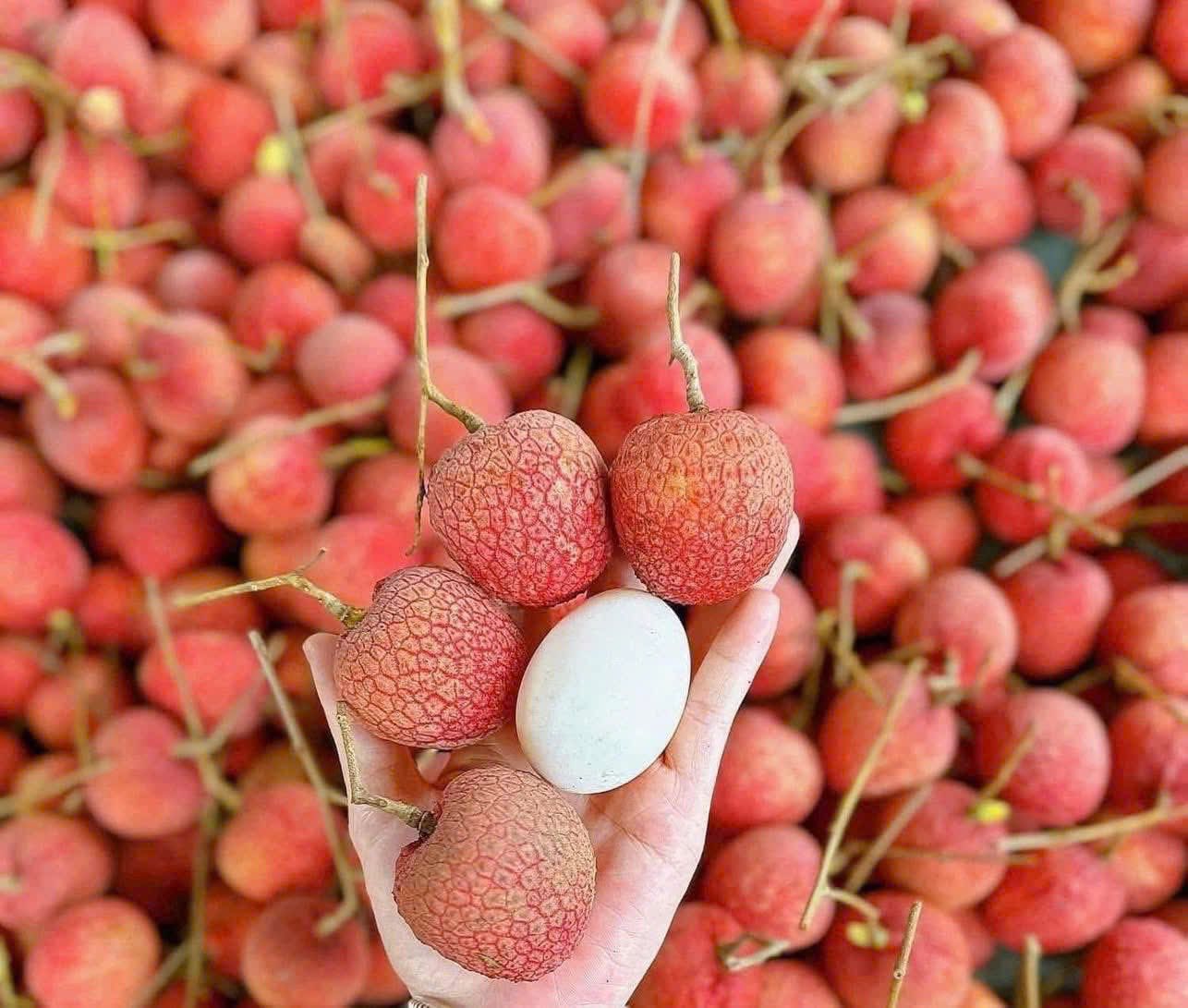 Tiểu thương lý giải nguyên nhân vải u trứng trắng Hải Dương thành mặt hàng ‘hot’ tại thị trường trái cây Việt- Ảnh 5. Tiểu thương lý giải nguyên nhân vải u trứng trắng Hải Dương thành mặt hàng ‘hot’ tại thị trường trái cây Việt- Ảnh 5.