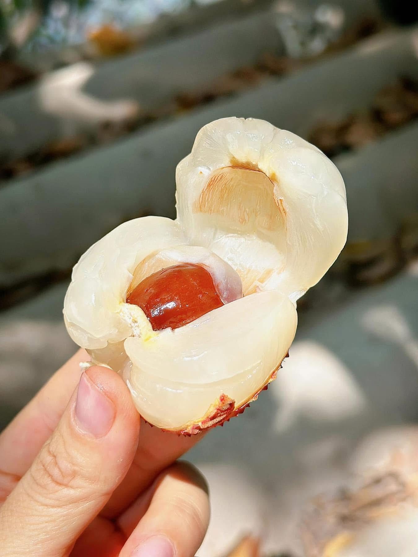 Tiểu thương lý giải nguyên nhân vải u trứng trắng Hải Dương thành mặt hàng ‘hot’ tại thị trường trái cây Việt- Ảnh 11. Tiểu thương lý giải nguyên nhân vải u trứng trắng Hải Dương thành mặt hàng ‘hot’ tại thị trường trái cây Việt- Ảnh 11.