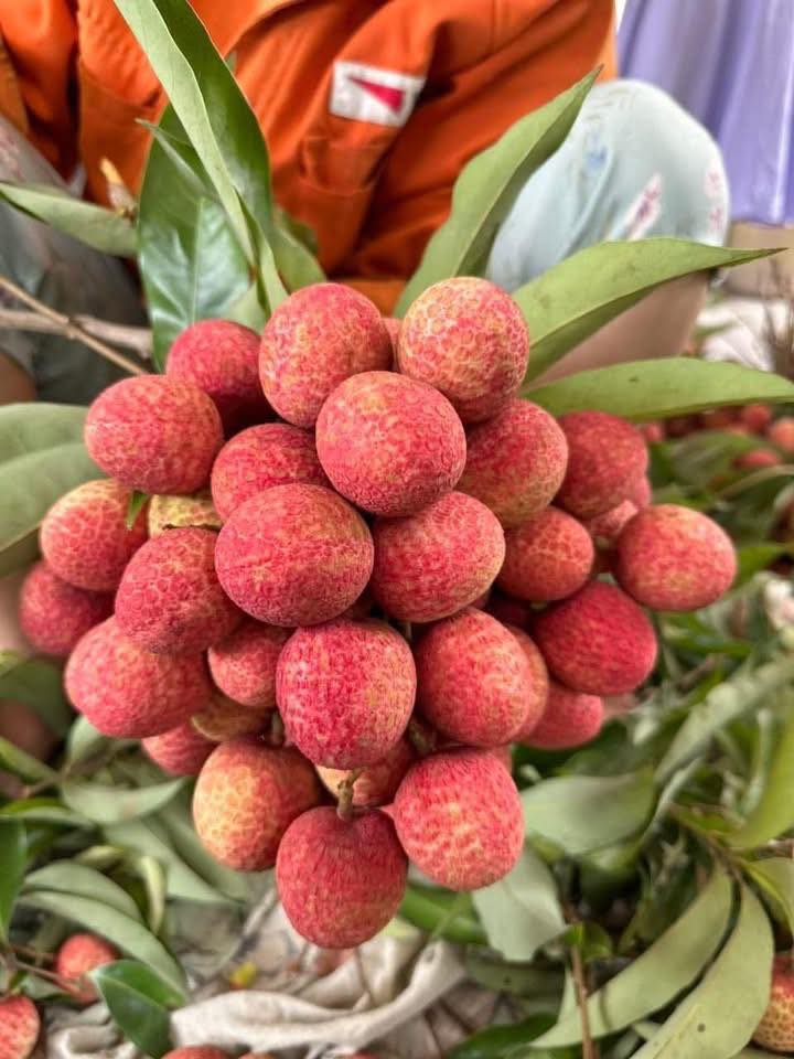 Tiểu thương lý giải nguyên nhân vải u trứng trắng Hải Dương thành mặt hàng ‘hot’ tại thị trường trái cây Việt- Ảnh 9. Tiểu thương lý giải nguyên nhân vải u trứng trắng Hải Dương thành mặt hàng ‘hot’ tại thị trường trái cây Việt- Ảnh 9.