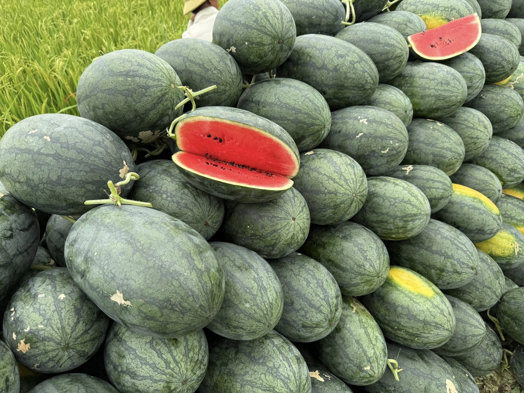 Tiểu thương lý giải nguyên nhân dưa hấu bán tràn ngập thị trường giá chỉ 5.000 đồng/kg,- Ảnh 1. Tiểu thương lý giải nguyên nhân dưa hấu bán tràn ngập thị trường giá chỉ 5.000 đồng/kg,- Ảnh 1.