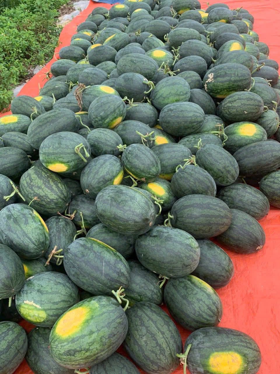 Tiểu thương lý giải nguyên nhân dưa hấu bán tràn ngập thị trường giá chỉ 5.000 đồng/kg,- Ảnh 9. Tiểu thương lý giải nguyên nhân dưa hấu bán tràn ngập thị trường giá chỉ 5.000 đồng/kg,- Ảnh 9.