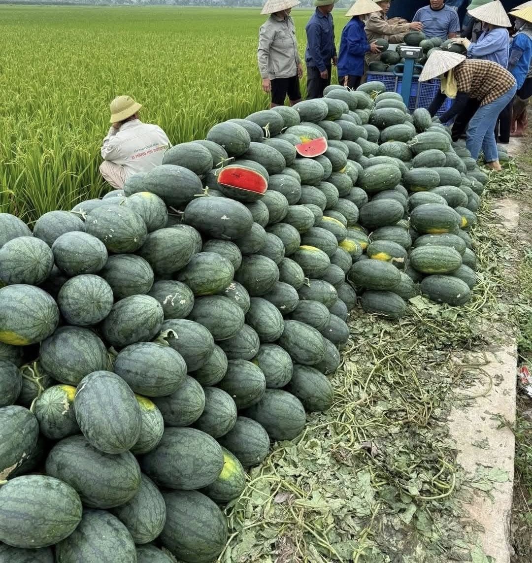 Tiểu thương lý giải nguyên nhân dưa hấu bán tràn ngập thị trường giá chỉ 5.000 đồng/kg,- Ảnh 4. Tiểu thương lý giải nguyên nhân dưa hấu bán tràn ngập thị trường giá chỉ 5.000 đồng/kg,- Ảnh 4.