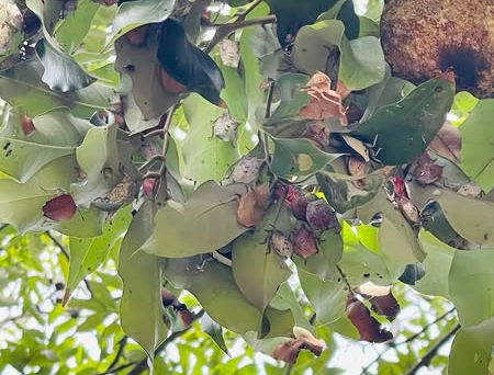 Đặc sản khiến nhiều người 'rùng mình', giá gần nửa triệu đồng/kg vẫn đắt hàng- Ảnh 3. Đặc sản khiến nhiều người 'rùng mình', giá gần nửa triệu đồng/kg vẫn đắt hàng- Ảnh 3.