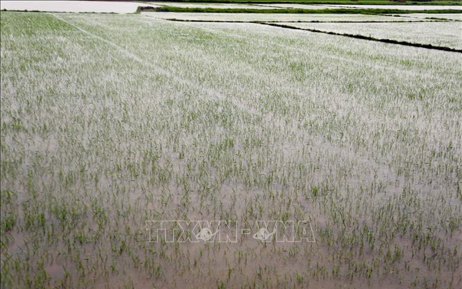 Trung Bộ có gần 63.000 ha sản xuất nông nghiệp bị ngập úng do ảnh hưởng của bão số 1