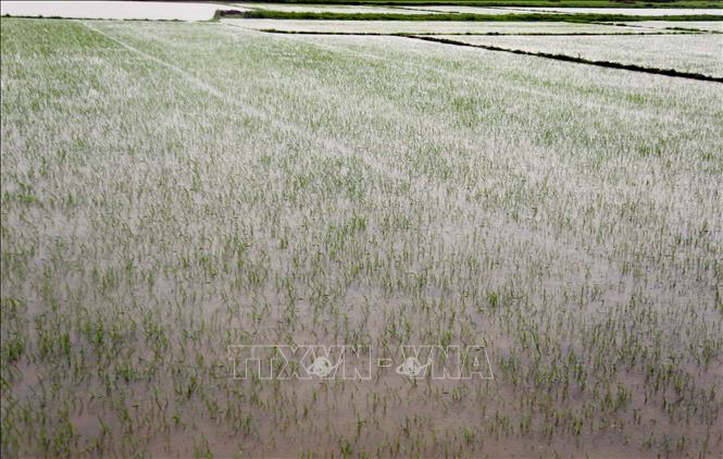 Quảng Bình: Tập trung khắc phục sản xuất vụ Hè Thu sau mưa lớn do bão số 1- Ảnh 1. Quảng Bình: Tập trung khắc phục sản xuất vụ Hè Thu sau mưa lớn do bão số 1- Ảnh 1.