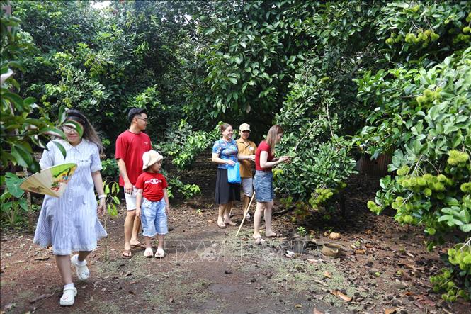 Trái cây chín không đều, du lịch nhà vườn ở Đồng Nai gặp khó- Ảnh 1. Trái cây chín không đều, du lịch nhà vườn ở Đồng Nai gặp khó- Ảnh 1.