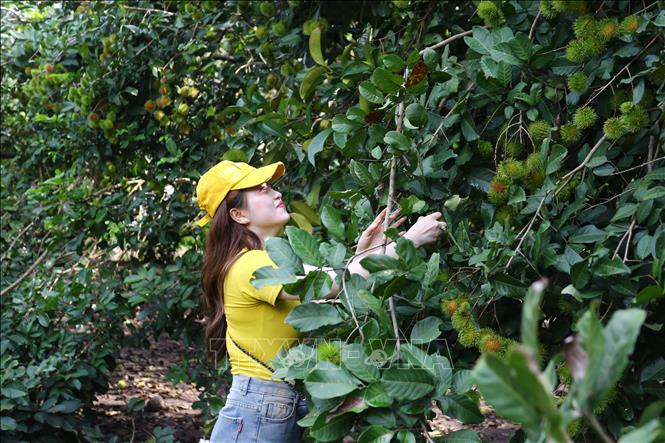 Trái cây chín không đều, du lịch nhà vườn ở Đồng Nai gặp khó- Ảnh 2. Trái cây chín không đều, du lịch nhà vườn ở Đồng Nai gặp khó- Ảnh 2.