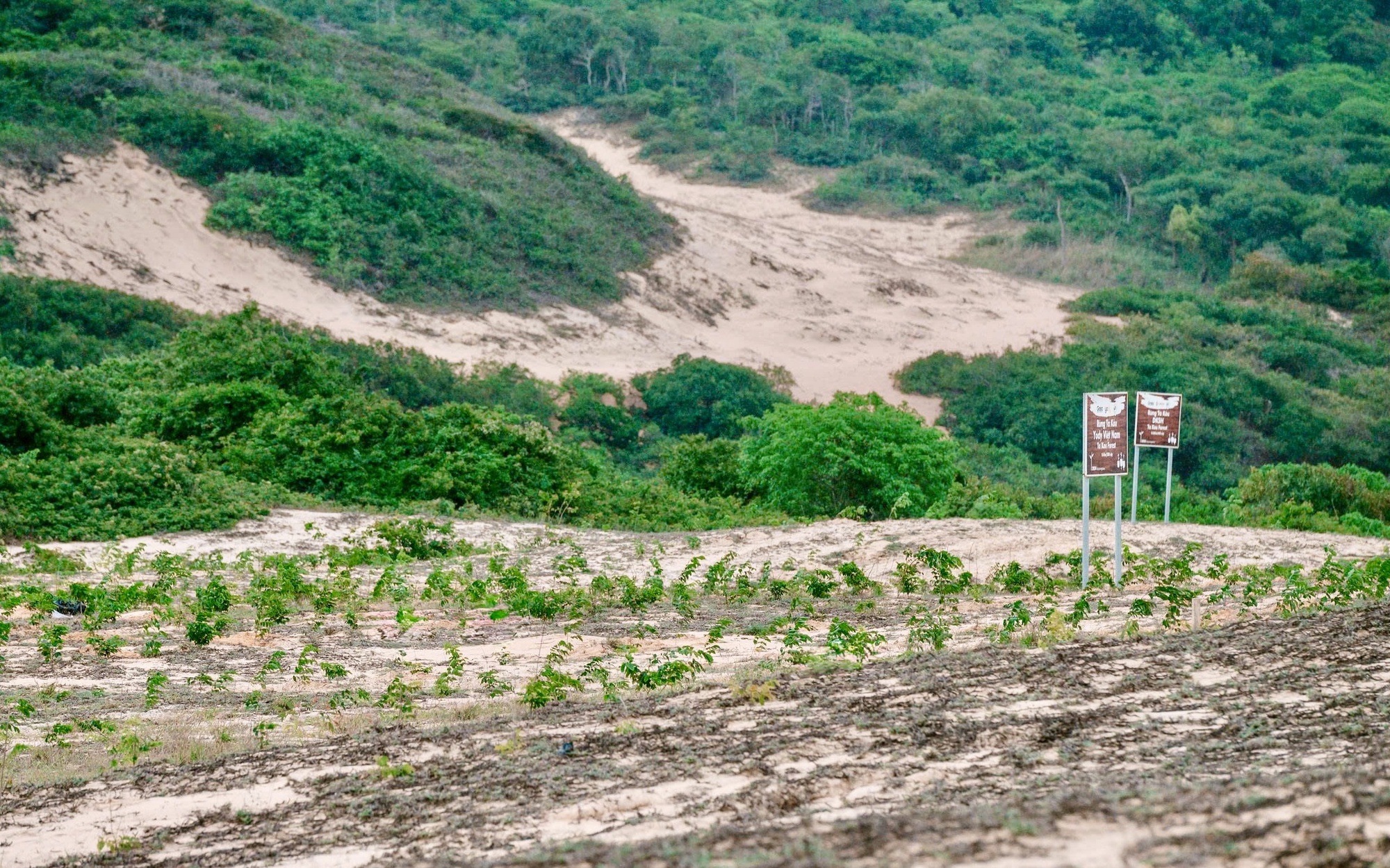 La Nina đạt đỉnh tháng 11, nguy cơ còn bão muộn trên Biển Đông- Ảnh 1. Lợi dụng chu kỳ La Nina để trồng cây chống sa mạc hóa