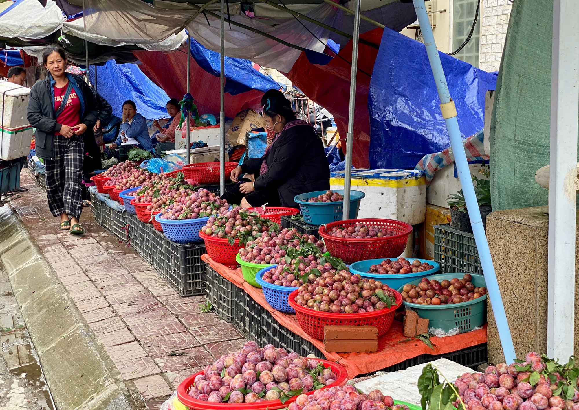 Mận hậu bán ngập thị trường, tiểu thương chỉ cách phân biệt mận Việt và mận Trung Quốc- Ảnh 2. Mận hậu bán ngập thị trường, tiểu thương chỉ cách phân biệt mận Việt và mận Trung Quốc- Ảnh 2.
