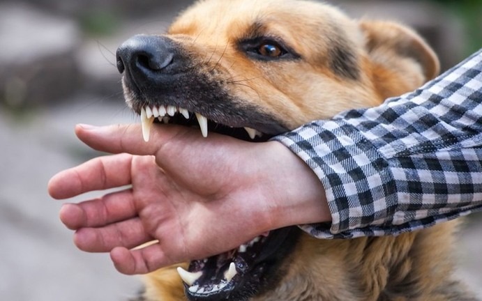 Về quê nghỉ hè, nhiều trẻ bị chó cắn