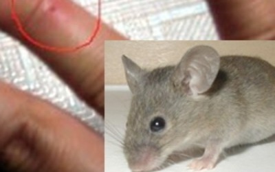 dung de nhap vien vi chuot can 17502361525741418673926 111 0 361 400 crop 17502361590531989614388