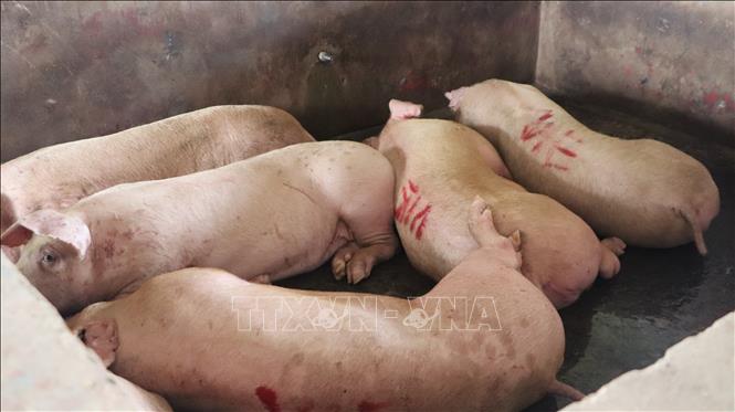 Hậu Giang thành lập đoàn kiểm tra các cơ sở giết mổ gia súc- Ảnh 2. Hậu Giang thành lập đoàn kiểm tra các cơ sở giết mổ gia súc- Ảnh 2.