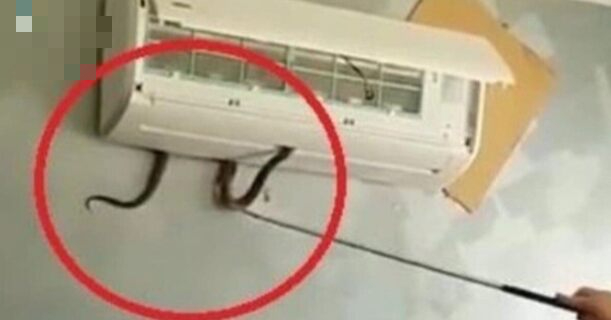 Từ vụ bé gái bị rắn cạp nia chui từ điều hòa ra cắn: Cách xử lý khi bị rắn cắn- Ảnh 3.