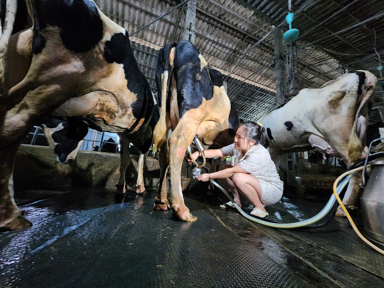Thông tin sai lệch trên mạng xã hội tác động tiêu cực đến sản xuất, chăn nuôi bò sữa ở Ba Vì- Ảnh 2. Thông tin sai lệch trên mạng xã hội tác động tiêu cực đến sản xuất, chăn nuôi bò sữa ở Ba Vì- Ảnh 2.