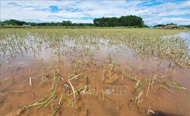 Mưa lớn gây ngập úng gần 700 ha lúa và hoa màu tại các tỉnh phía Bắc