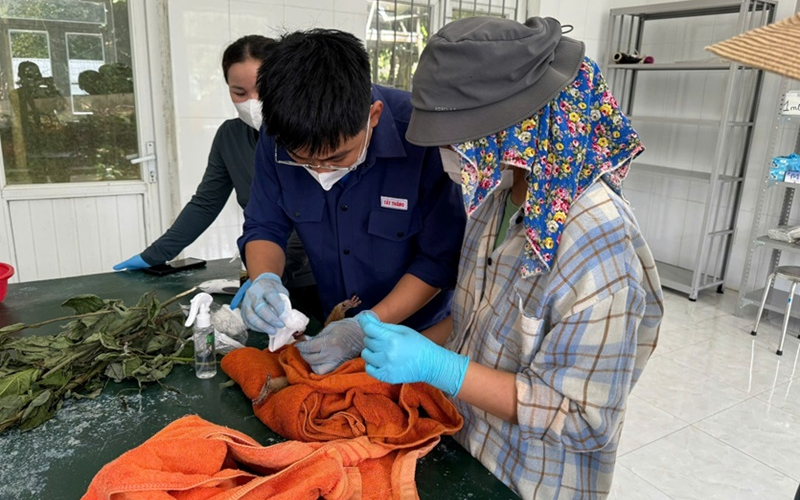 Cứu hộ động vật hoang dã quý hiếm mang thương tật nặng