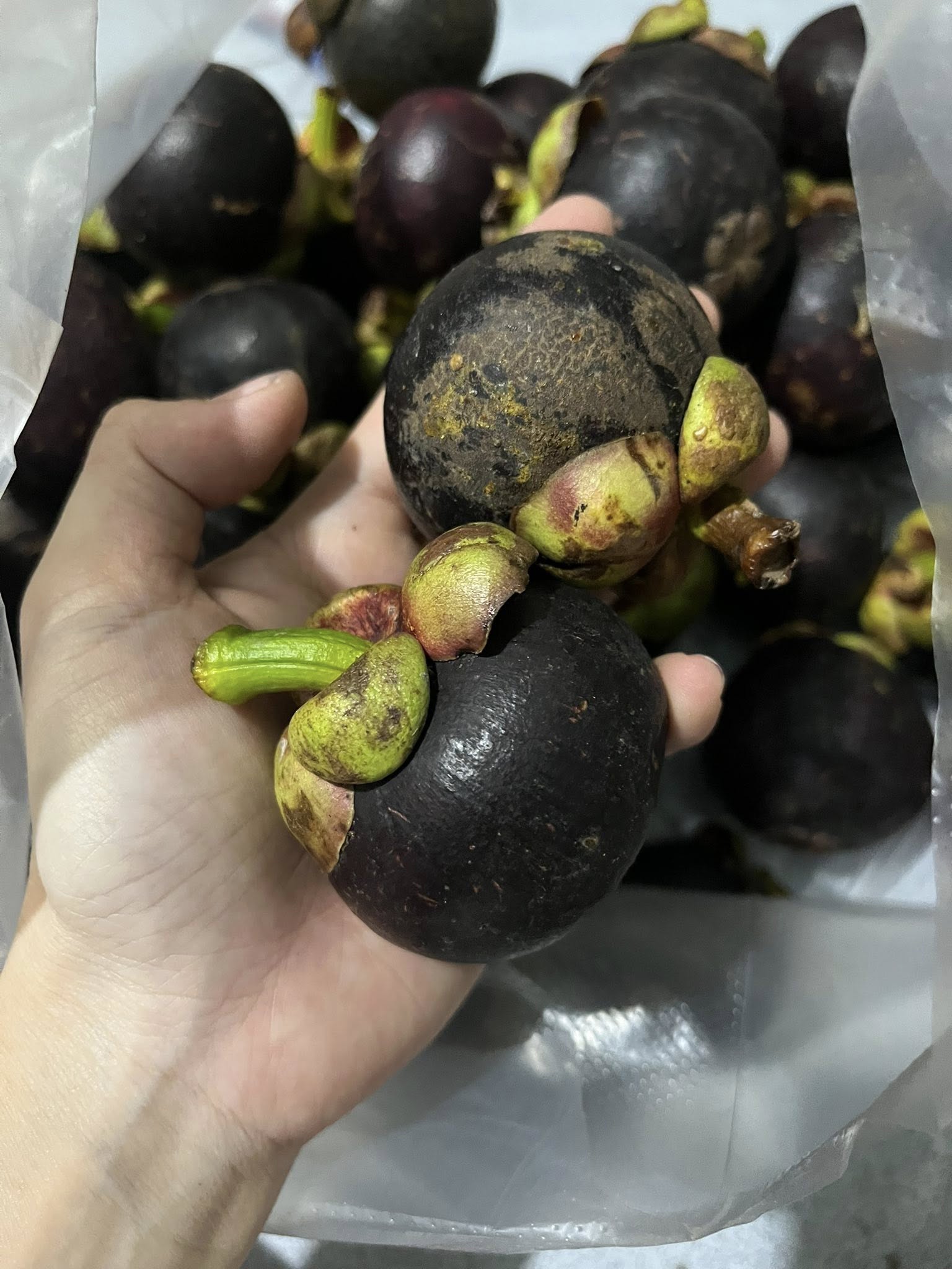 Măng cụt vào mùa giá 'siêu hời', tiểu thương chia sẻ cách loại bỏ quả hỏng, tránh lãng phí- Ảnh 11. Măng cụt vào mùa giá 'siêu hời', tiểu thương chia sẻ cách loại bỏ quả hỏng, tránh lãng phí- Ảnh 11.