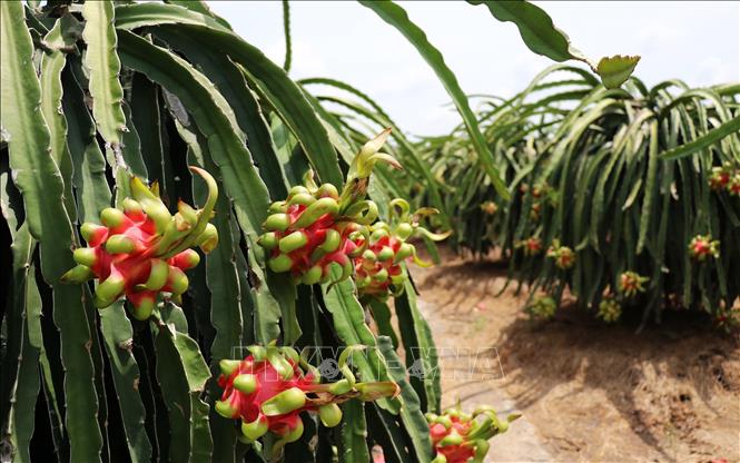Giá thanh long chính vụ cao gấp 3 lần- Ảnh 1. Giá thanh long chính vụ cao gấp 3 lần- Ảnh 1.